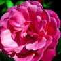 Троянда Etude (саджанець)