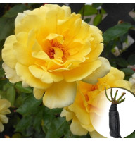 Роза Golden Showers (Голден Шоуерз)