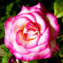 Троянда Haendel (саджанець)