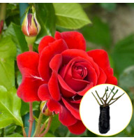 Роза Nahelglut (Нахенглут)