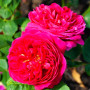 Троянда Pink Musimara (саджанець)