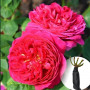 Троянда Pink Musimara (саджанець)