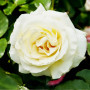 Троянда Schneewalzer (саджанець)