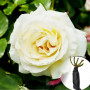 Троянда Schneewalzer (саджанець)