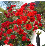 Роза Scarlet Meillandecor (Скарлет Мейяндекор)