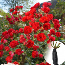 Троянда Scarlet Meillandecor