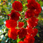 Троянда Scarlet Meillandecor (саджанець)