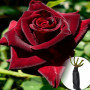 Троянда Claret Pixie (саджанець)