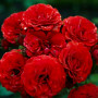 Троянда Cordula (саджанець)