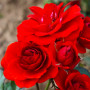 Троянда Cordula (саджанець)