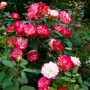 Троянда Jubile du Prince de Monaco (саджанець)