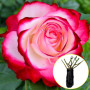 Троянда Jubile du Prince de Monaco (саджанець)
