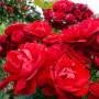 Троянда Lilli Marllene (саджанець)