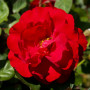 Роза Lilli Marllene (саженец)