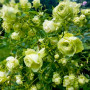 Троянда Lovely Green (саджанець)
