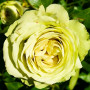 Троянда Lovely Green (саджанець)