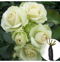 Роза Lovely Green (Лавлі Грін)