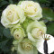 Роза Lovely Green (Лавлі Грін)