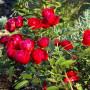 Троянда Morsdag Red (саджанець)