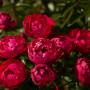 Троянда Morsdag Red (саджанець)