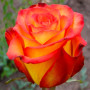 Троянда Mein Munchen (саджанець)