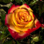 Троянда Mein Munchen (саджанець)