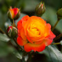 Троянда Rumba (саджанець)
