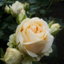 Троянда Avalanche (саджанець)