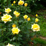 Троянда Berolina (саджанець)