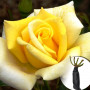 Троянда Berolina (саджанець)