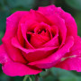 Роза Big Purple (саженец)