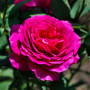Троянда Big Purple (саджанець)