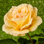 Троянда Casanova (саджанець)