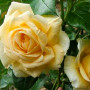 Троянда Casanova (саджанець)