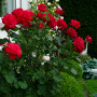 Троянда Dame de Coeur (саджанець)