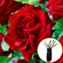 Троянда Dame de Coeur (саджанець)