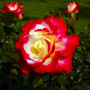 Троянда Double Delight (саджанець)