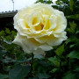 Троянда Elina (саджанець)