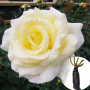 Троянда Elina (саджанець)