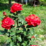 Троянда El Toro (саджанець)