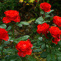 Троянда El Toro (саджанець)