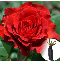 Роза El Toro (Ель Торо)