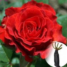 Троянда El Toro