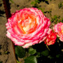 Троянда Gorgeous (саджанець)