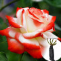 Роза Imperatrice Farah (саженец)