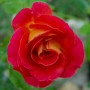 Троянда Lustige (саджанець)