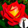 Троянда Lustige (саджанець)