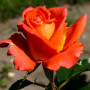 Троянда Monika (саджанець)