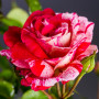 Троянда Papageno (саджанець)