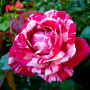 Троянда Papageno (саджанець)